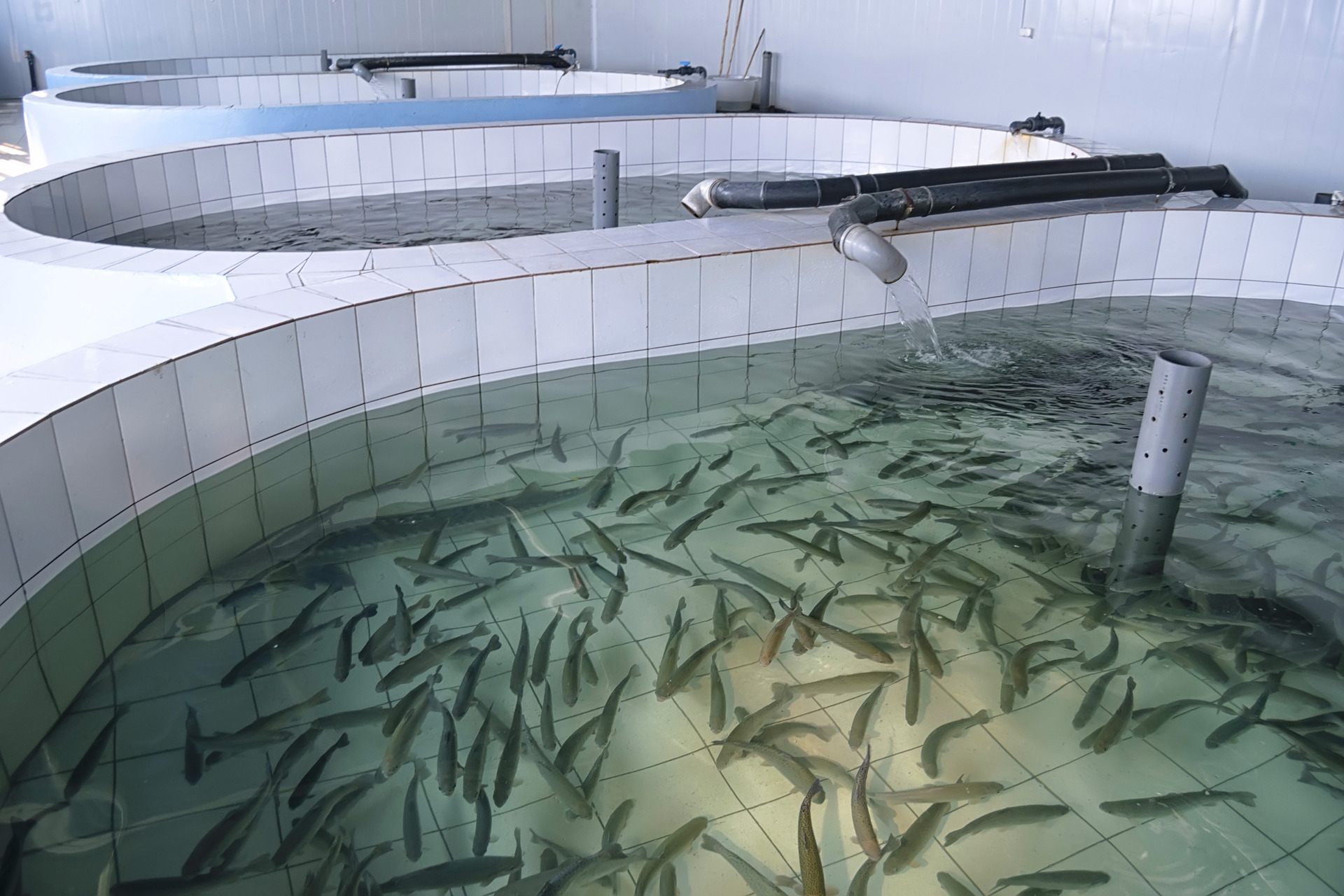 Fish breeding basin