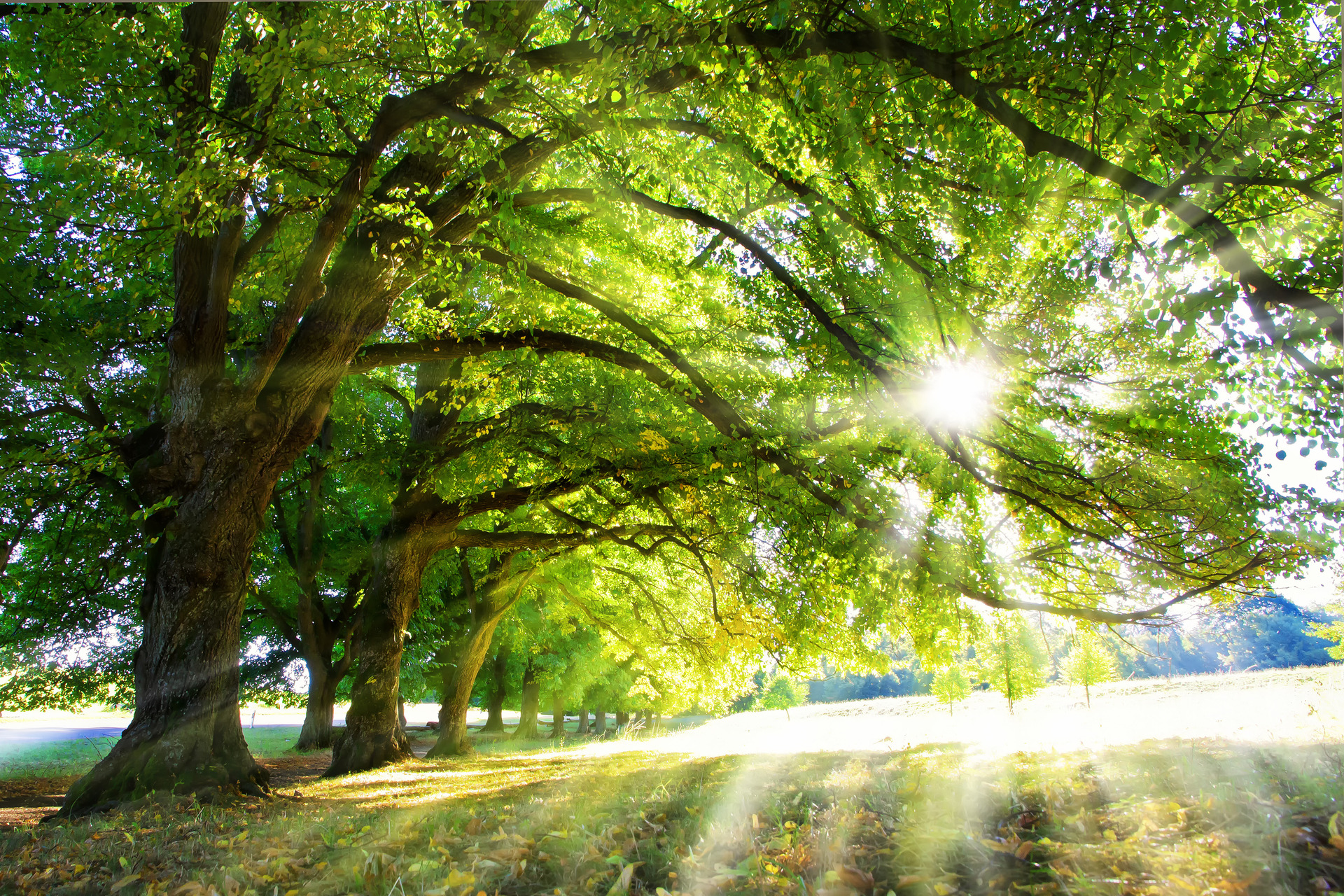Sun shines through green deciduous trees