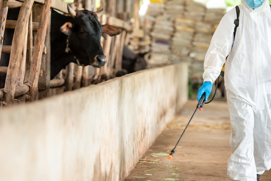 Die Landwirtschaft trägt PSA-Schutzkleidung, versprüht Desinfektionsmittel und trägt Bakterien in Kuhställen. Agroindustrielles Konzept: Töten des Coronavirus (Covid-19) Agroindustrielles
