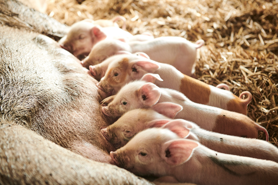 Baby pigs at a grass field in the summer