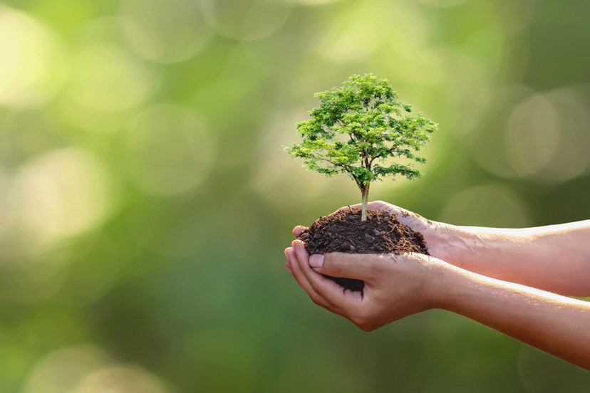 Baumpflanzung an den Händen der freiwilligen Familie für das Konzept der umweltfreundlichen und sozialen Verantwortung der Unternehmen