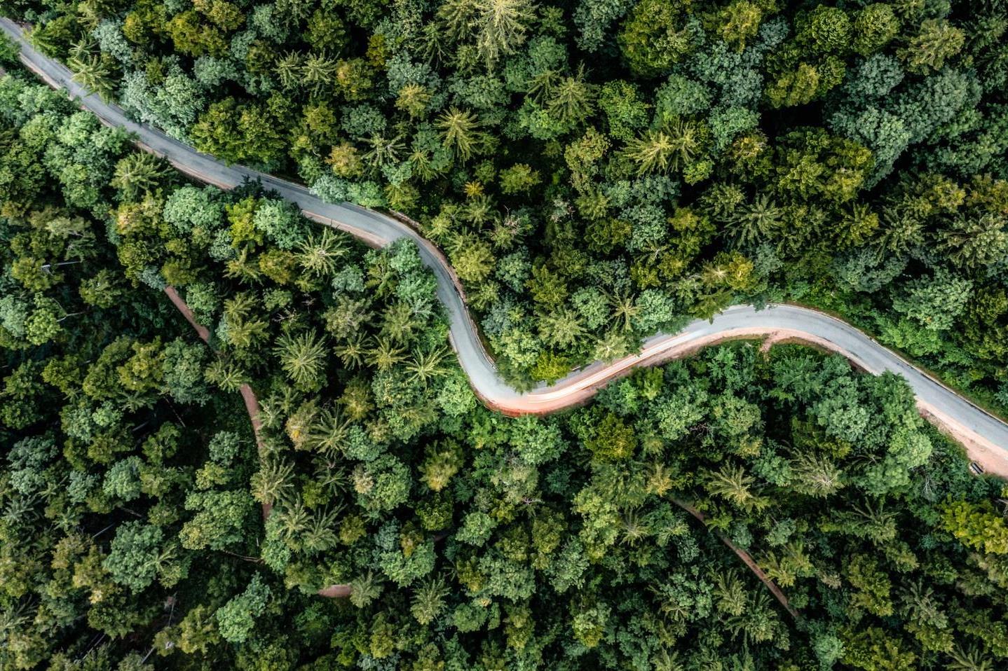 Backlights of a driving car in a curvy road as long exposure from a drone, having a trip to a green summer forest at the evening.