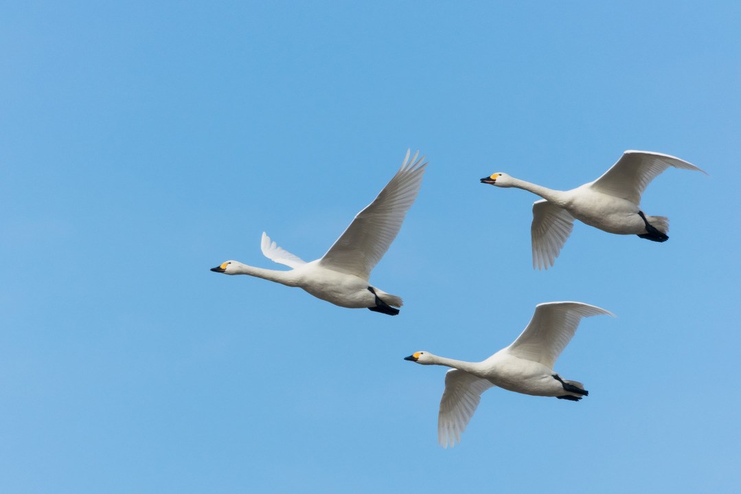 Migratory birds bring the avian flu