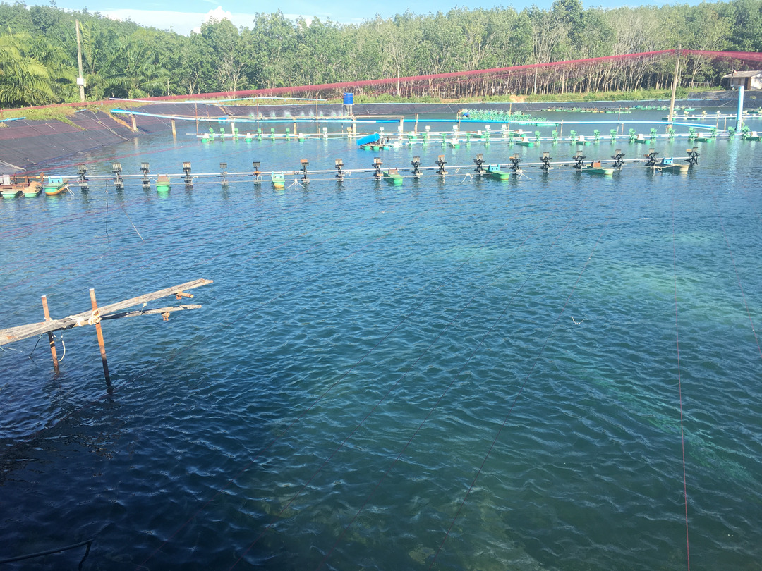 Shrimp farm in Asia using our Virkon Aquatic Product.