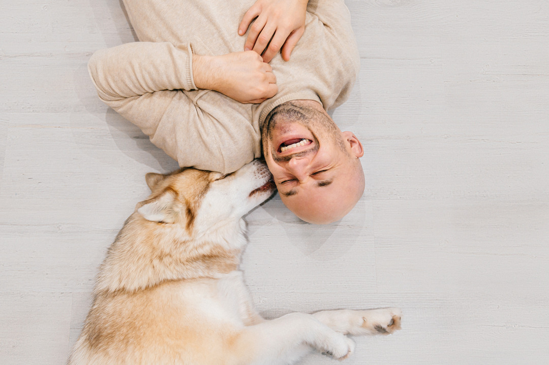 Laughing man with Siberian dog lying on the floor
