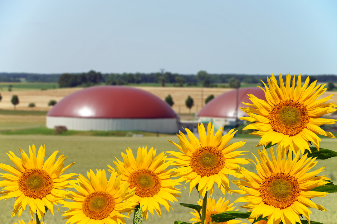 Biogas plant and sunflowers