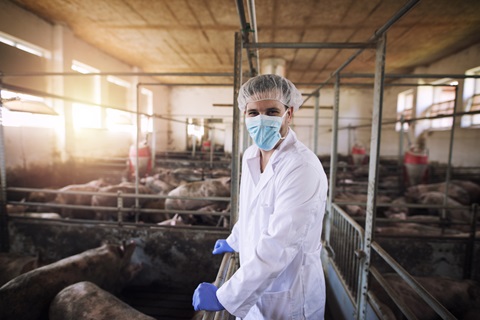 Porträt eines Tierarztes in weißem Schutzanzug mit Haarnetz und Maske, der in einem Schweinestall steht und die Haustiere in einer Schweinefarm beobachtet.