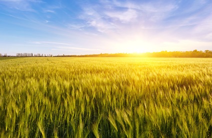 Grünes, nasses Gras und bunter Sonnenuntergang.
