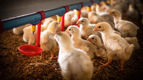 Das kleine Huhn trinkt Wasser