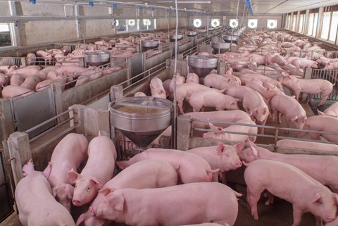 Neugierige Schweine in einem Schweinezuchtbetrieb in einer ordentlichen und sauberen Stallanlage, mit einer Schweinemutter, die ihr Ferkel füttert