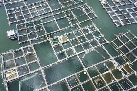 Fischzuchtteich. Bali, Indonesien.
